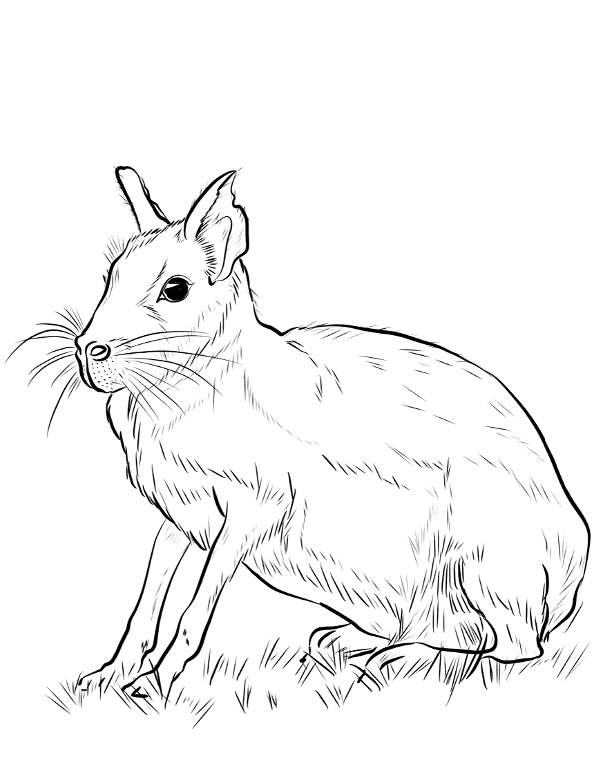 kolorowanka Ssaki