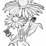 Daisies