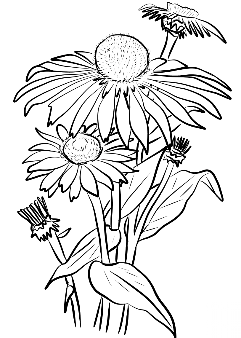 Daisies