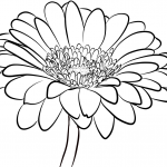 Gerbera Daisy