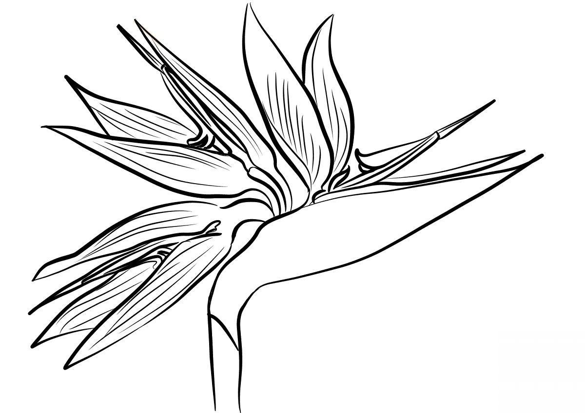 Bird of Paradise Flower (Strelitzia)