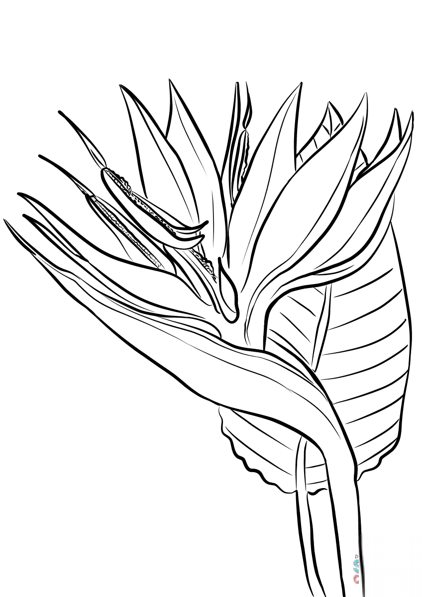 Bird of Paradise Flower