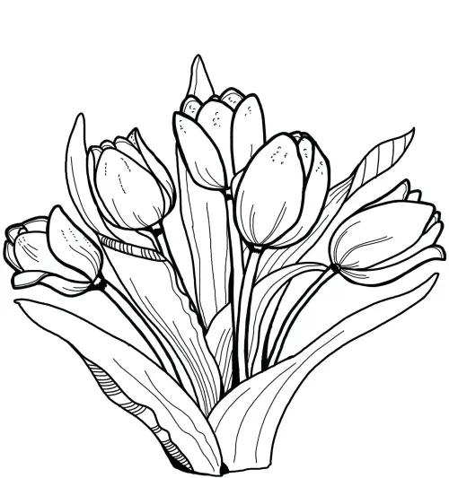 kolorowanka Tulipan