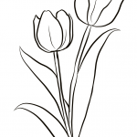 Two Tulips
