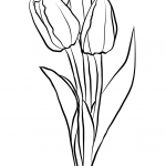 Three Tulips