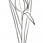 Tulipan