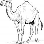 Wielbłąd arabski