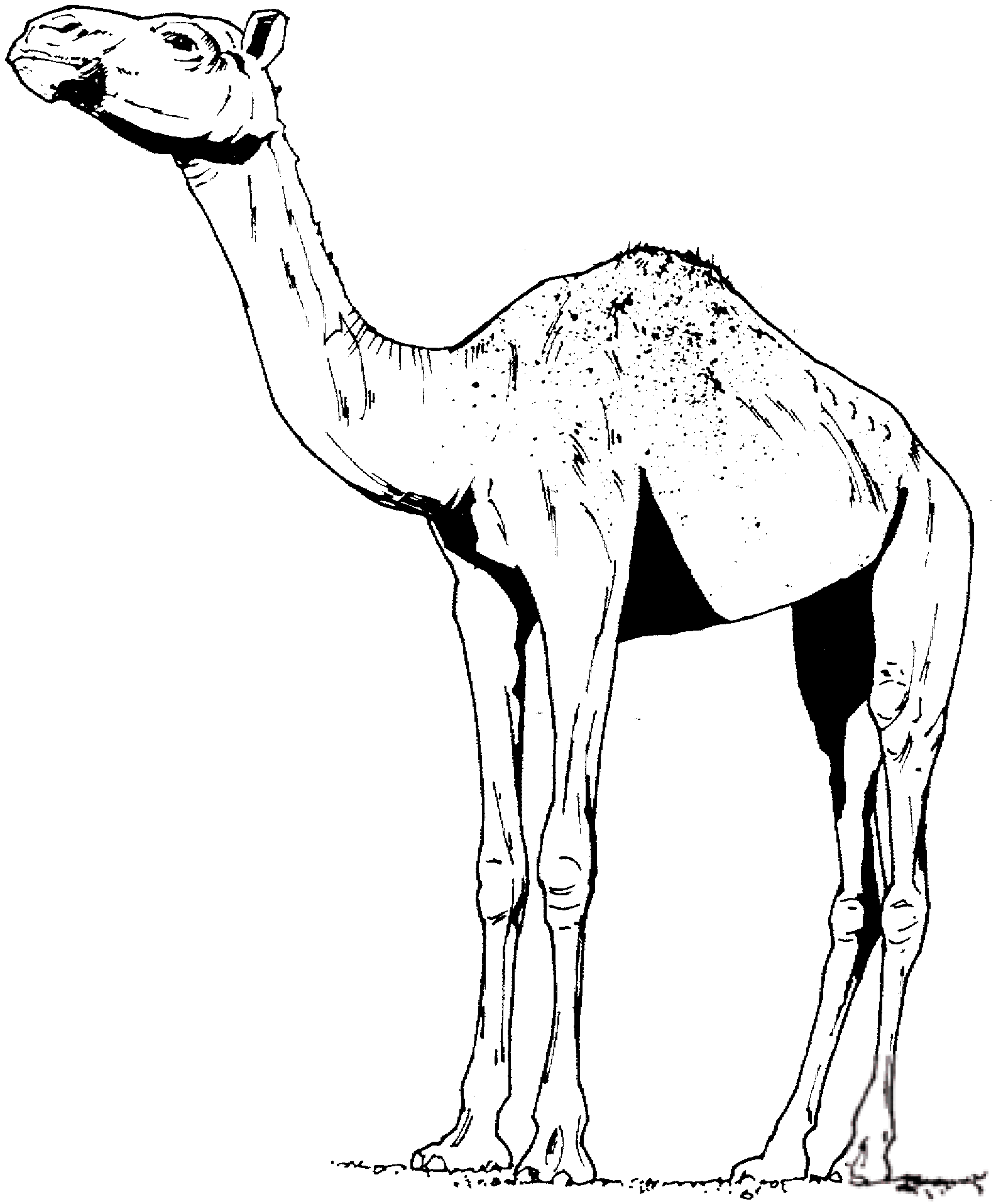 Dromader