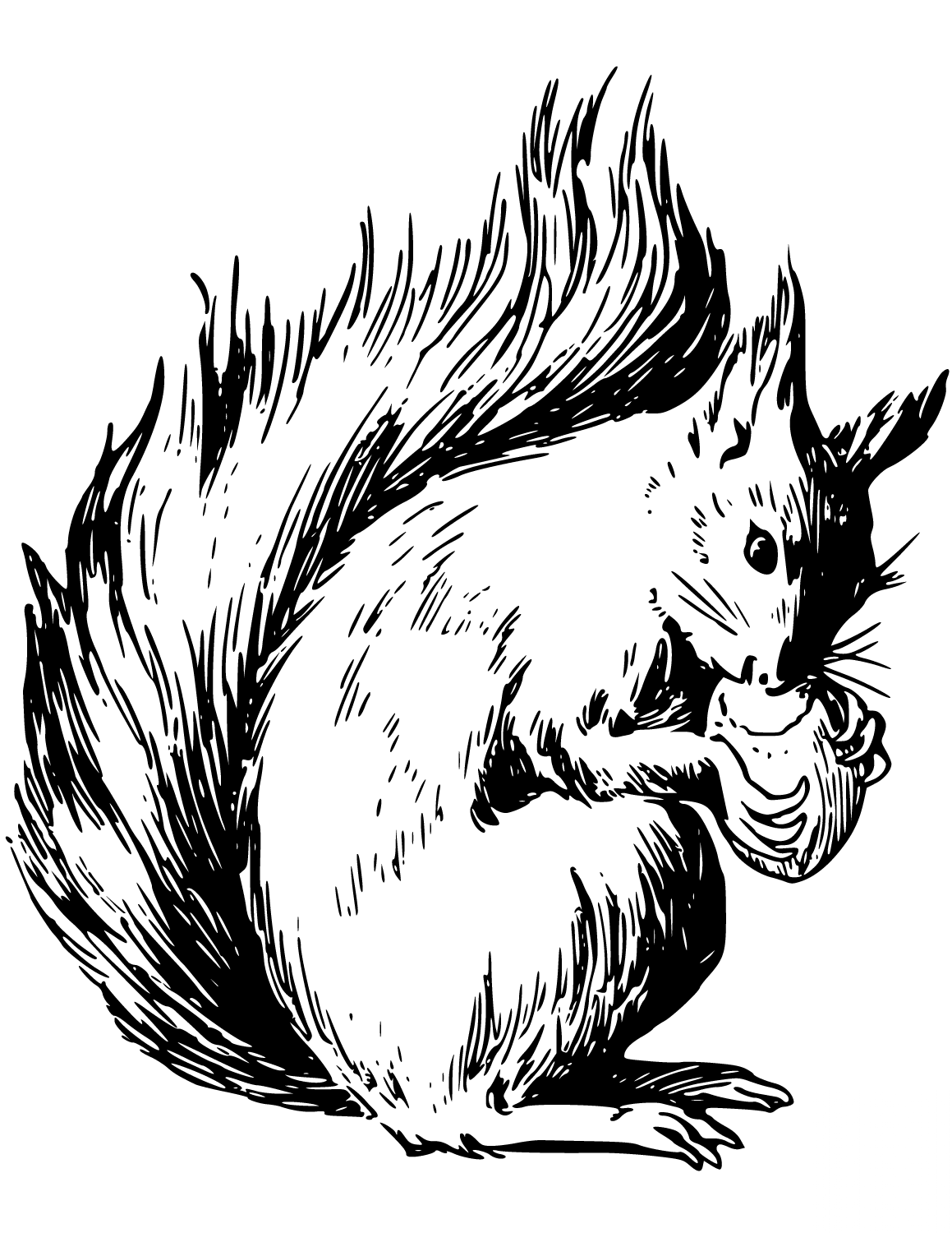 Squirrel Eating Nuts