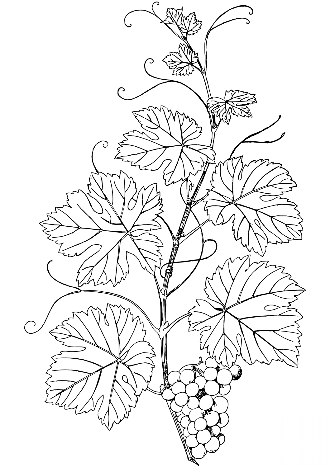 Branch of Grapes