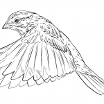 Song Sparrow in Flight