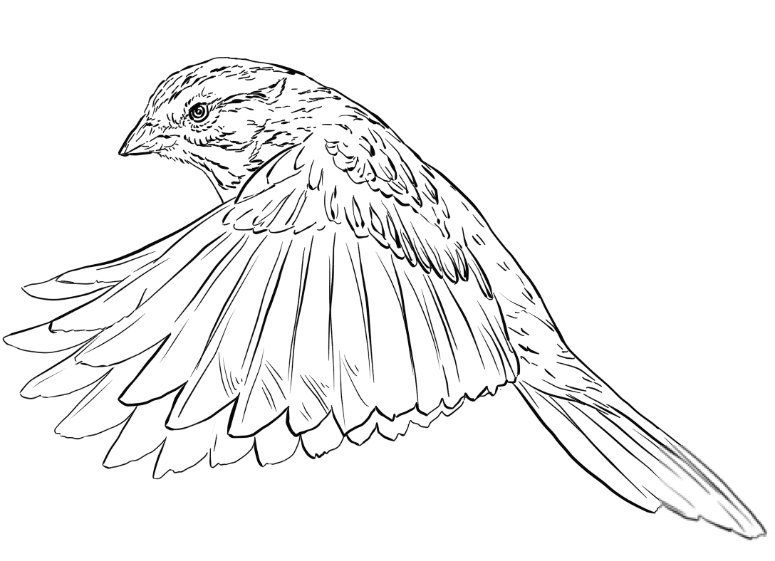 Song Sparrow in Flight