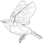 English Sparrow in Flight