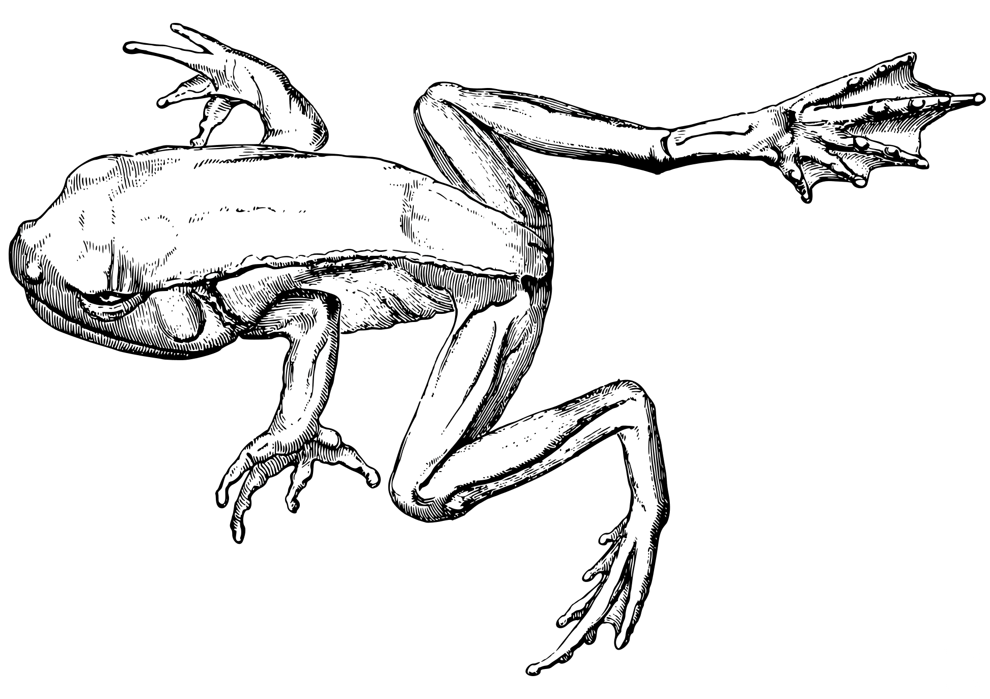 Tree Frog