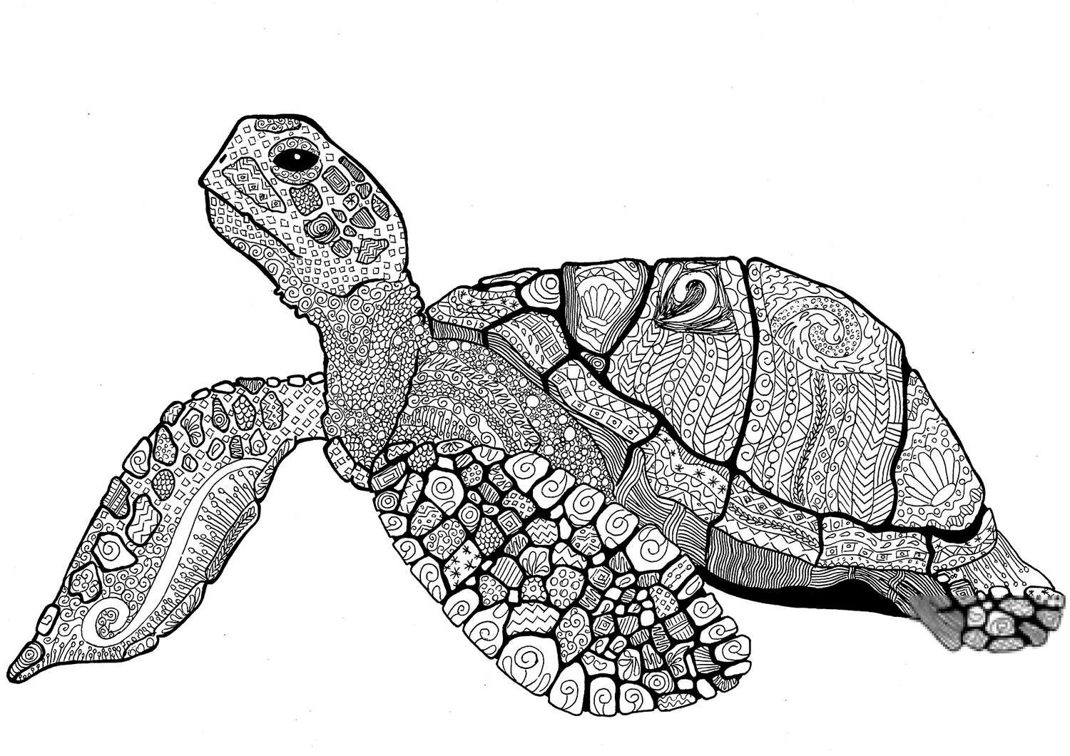 Zentangle Turtle