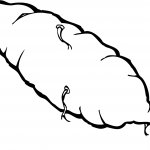 Potato