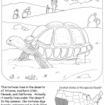 Desert Tortoise