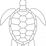 Żółw morski