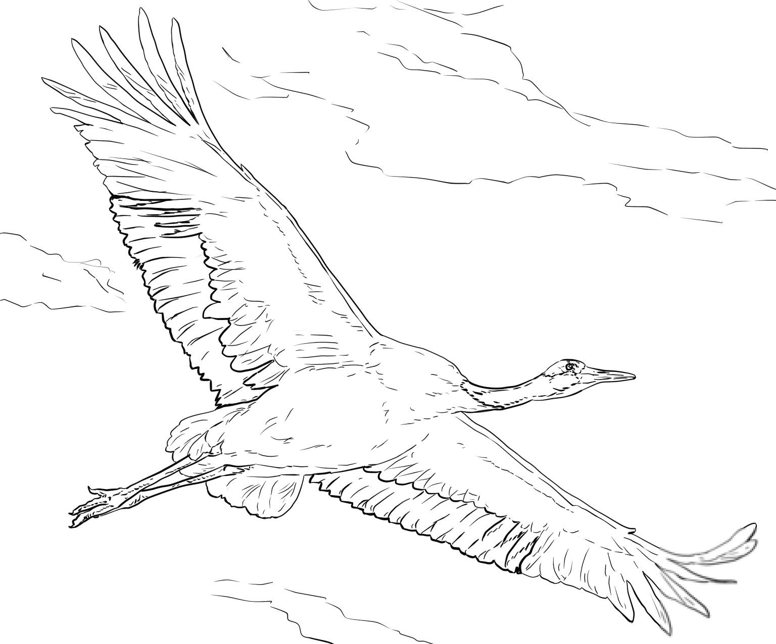 Red-crowned Crane in Flight
