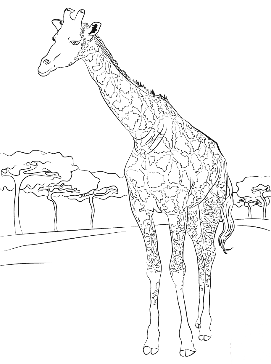 kolorowanka Żyrafa